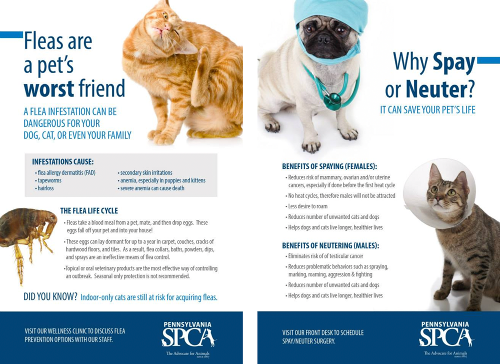 Examples of two of the posters developed for the PSPCA.