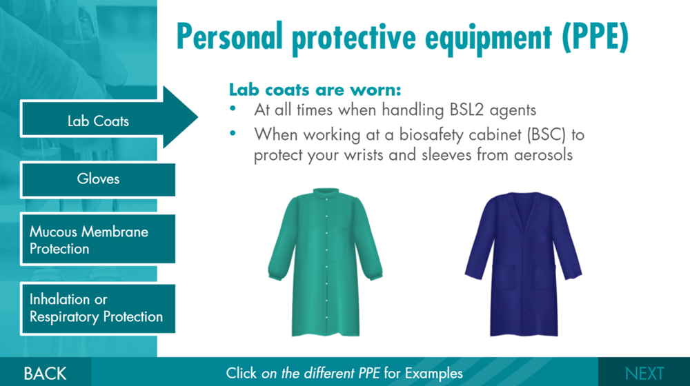 Pictured, is an informative interactive element reviewing proper PPE for working in a Biosafety Level 2 lab. 